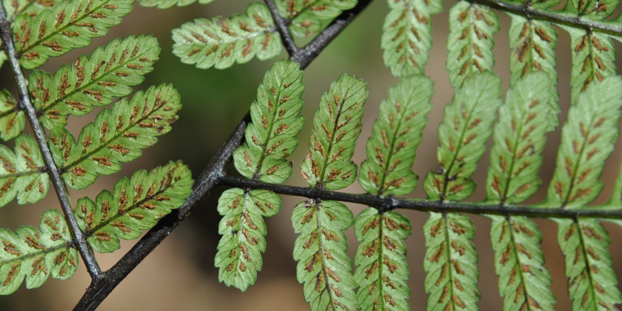 Diplazium pseudocyatheifolium