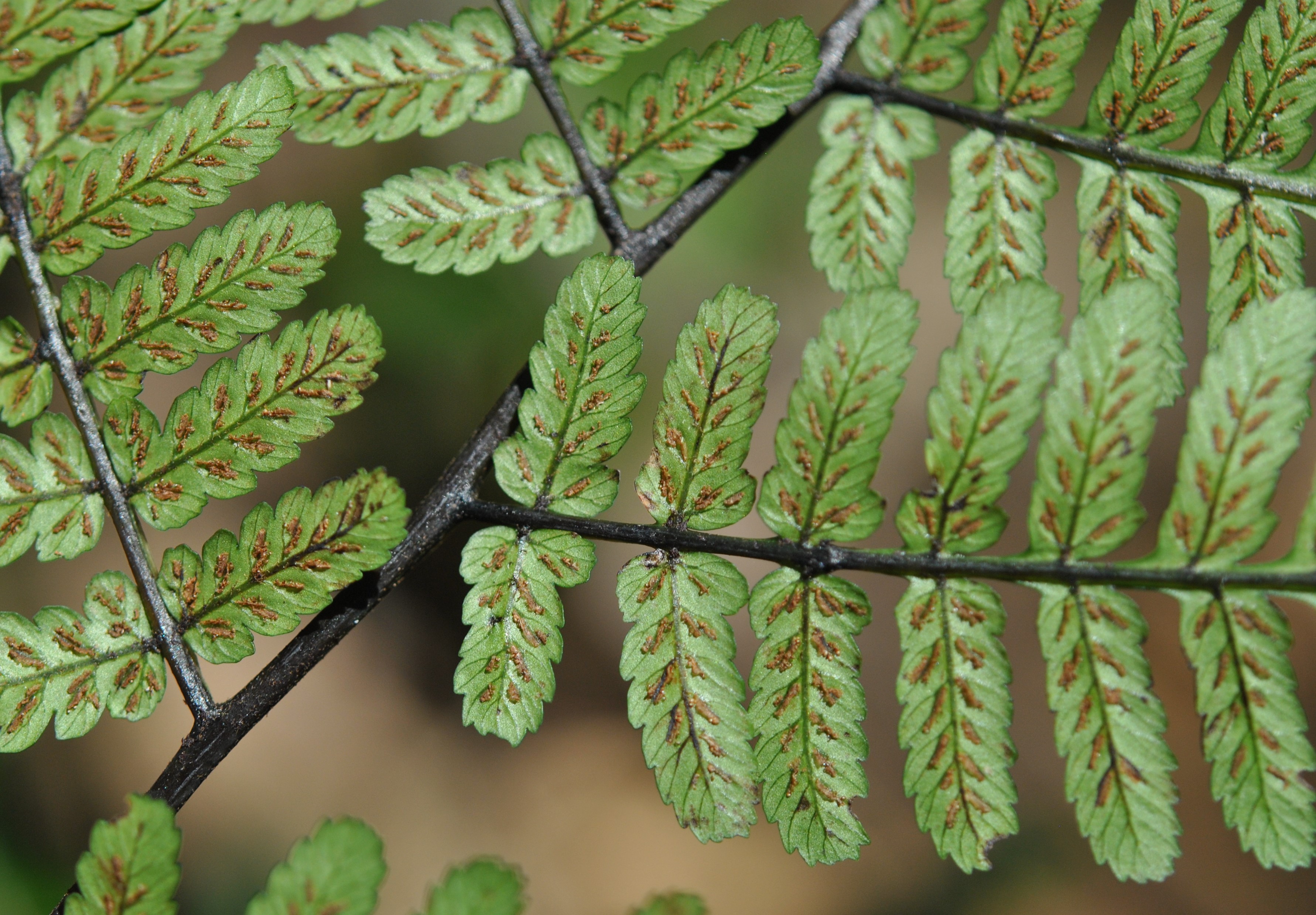 Diplazium pseudocyatheifolium