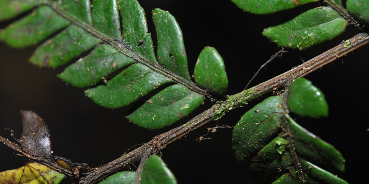 Dryopolystichum phaeostigma