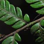 Dryopolystichum phaeostigma