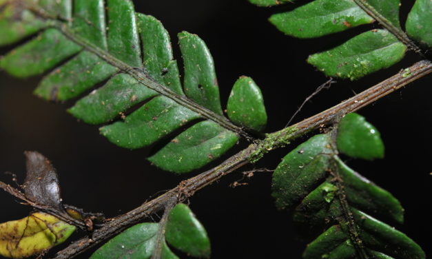 Dryopolystichum phaeostigma