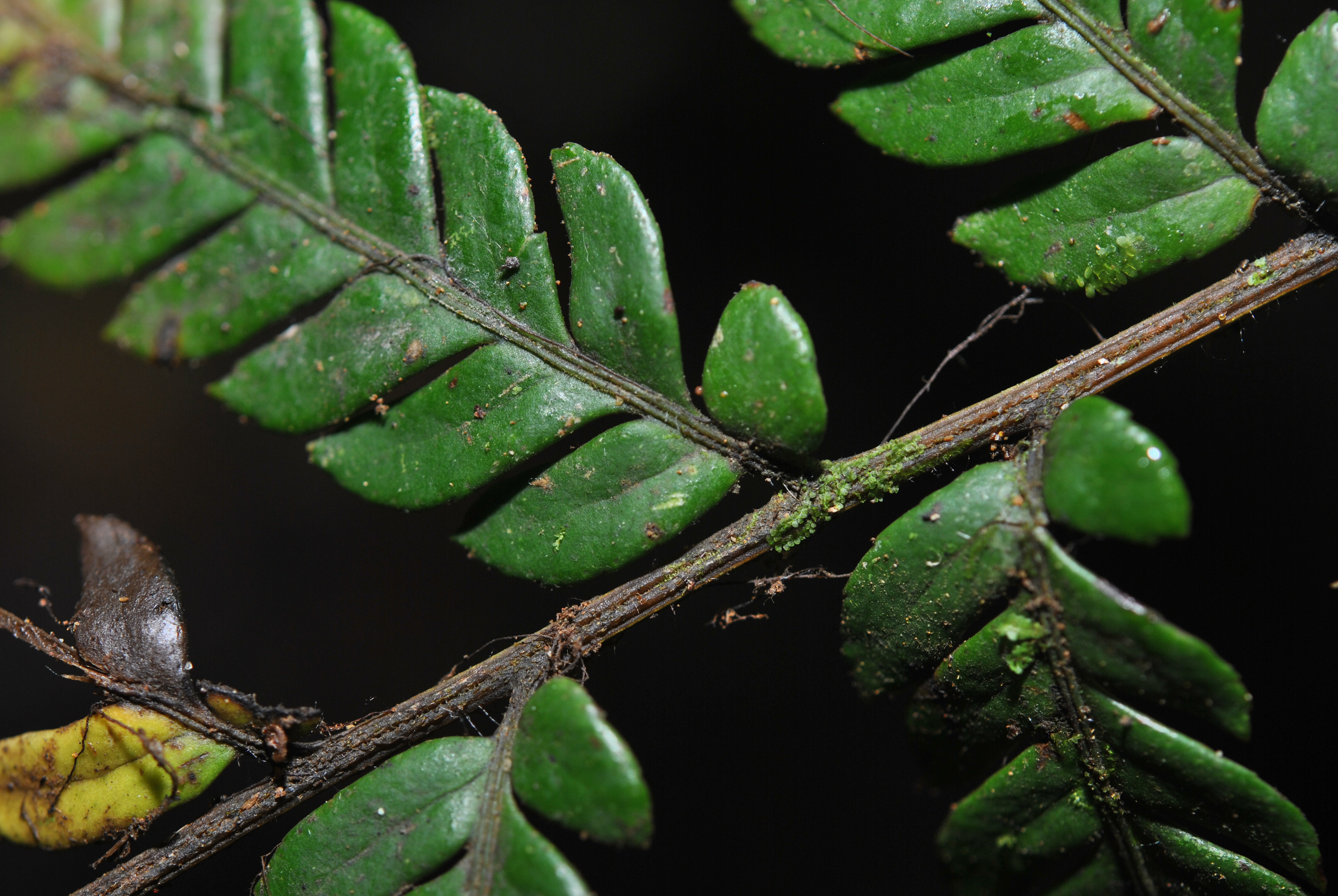 Dryopolystichum phaeostigma