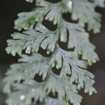 Hymenophyllum copelandii