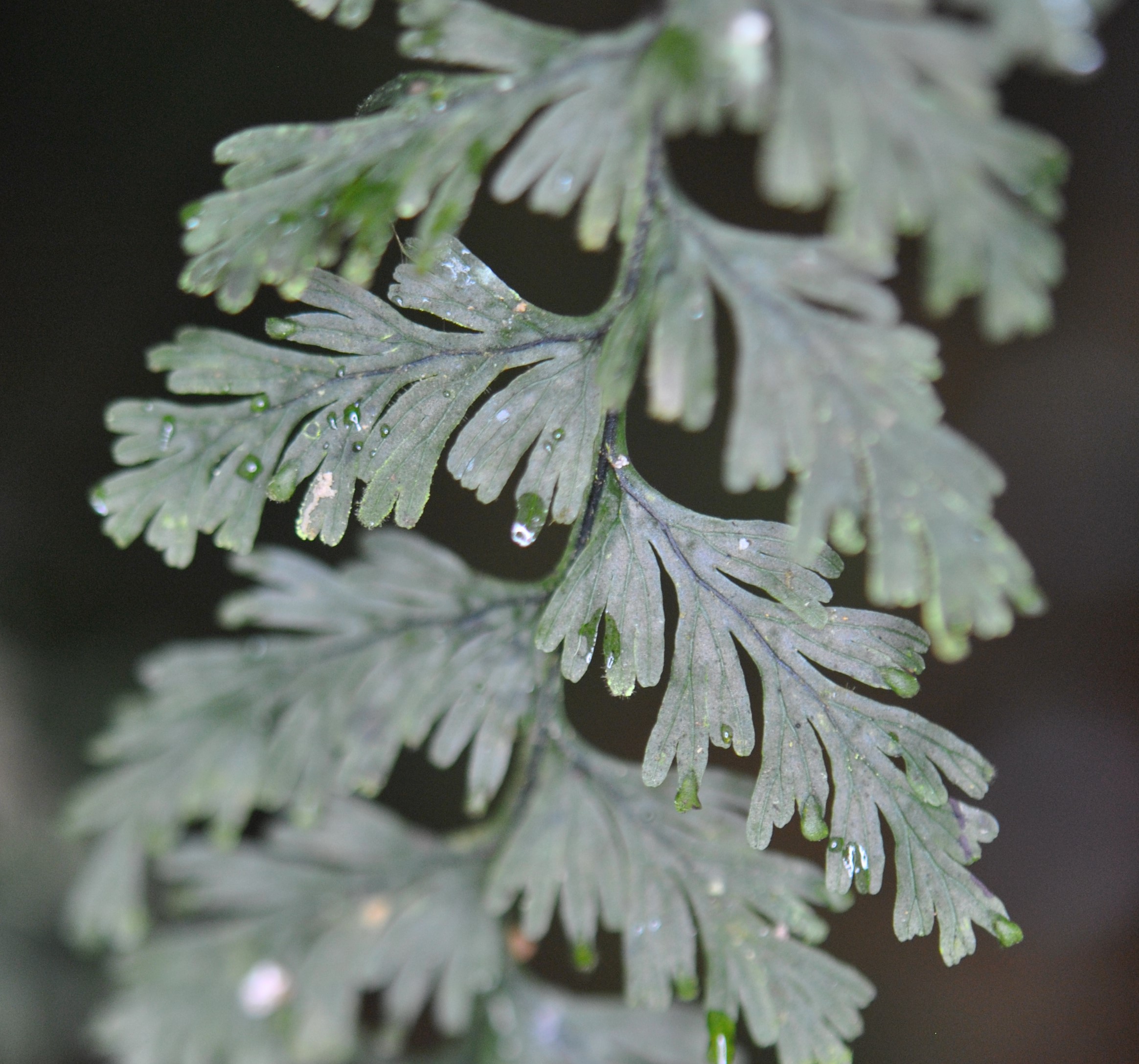 Hymenophyllum copelandii