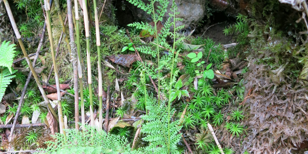 Athyrium araiostegioides