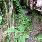 Athyrium araiostegioides