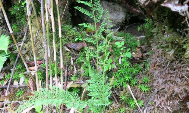 Athyrium araiostegioides