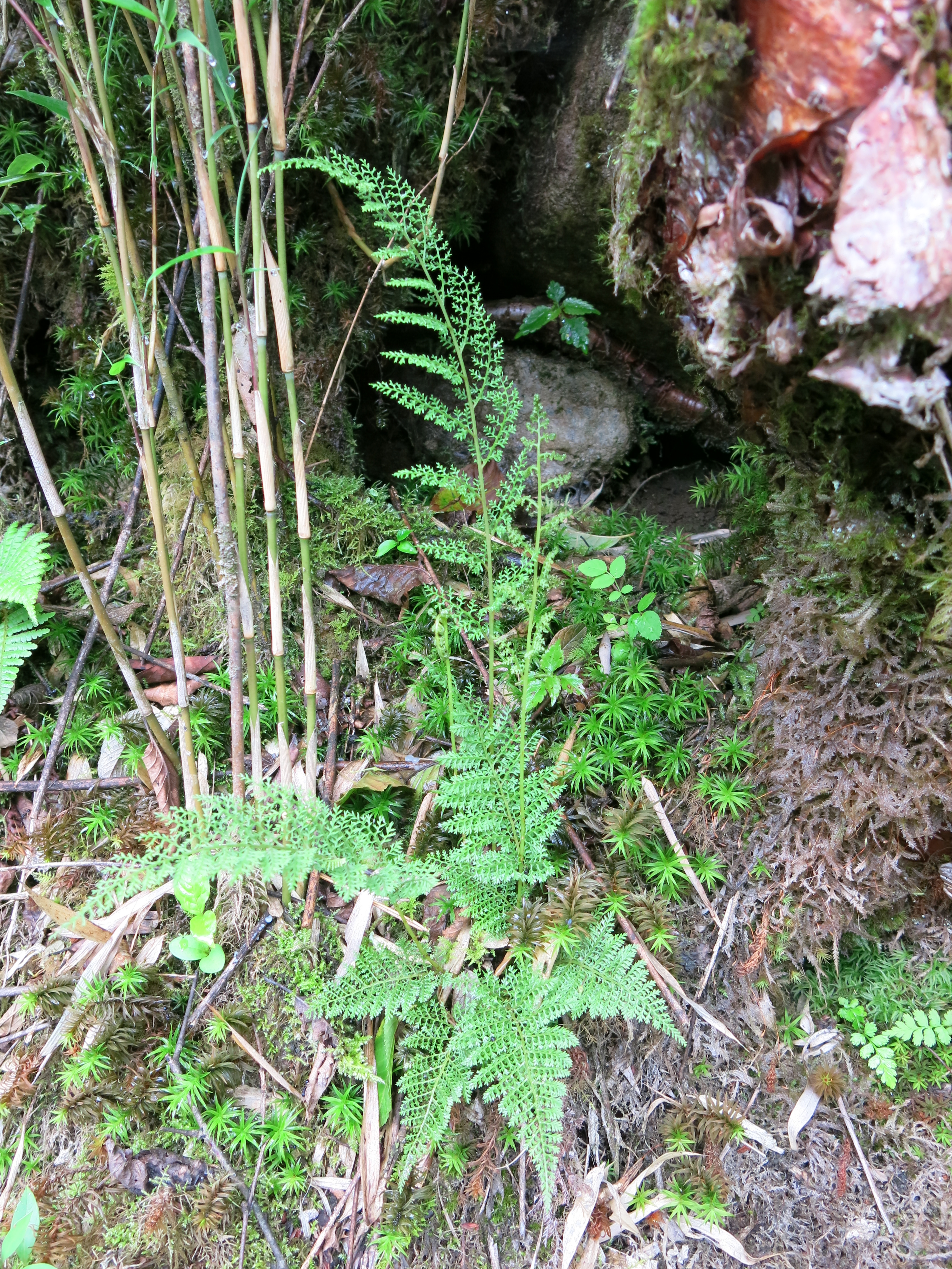 Athyrium araiostegioides