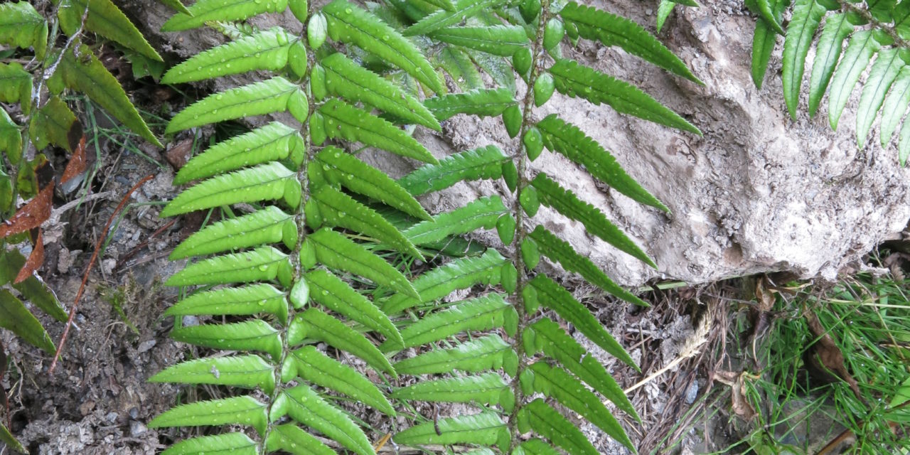 Polystichum xiphophyllum