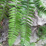 Polystichum xiphophyllum