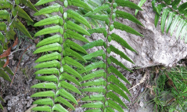 Polystichum xiphophyllum