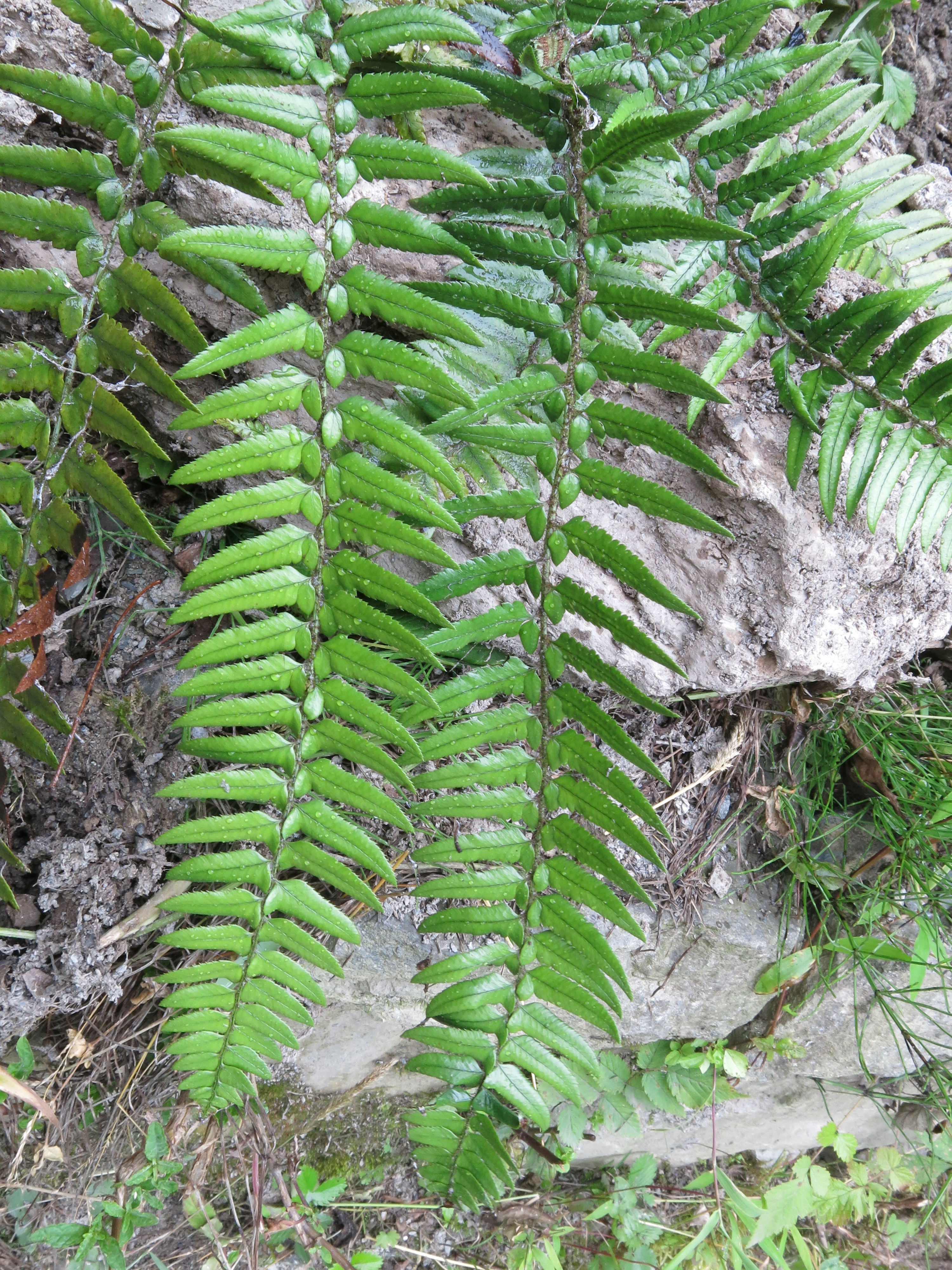 Polystichum xiphophyllum