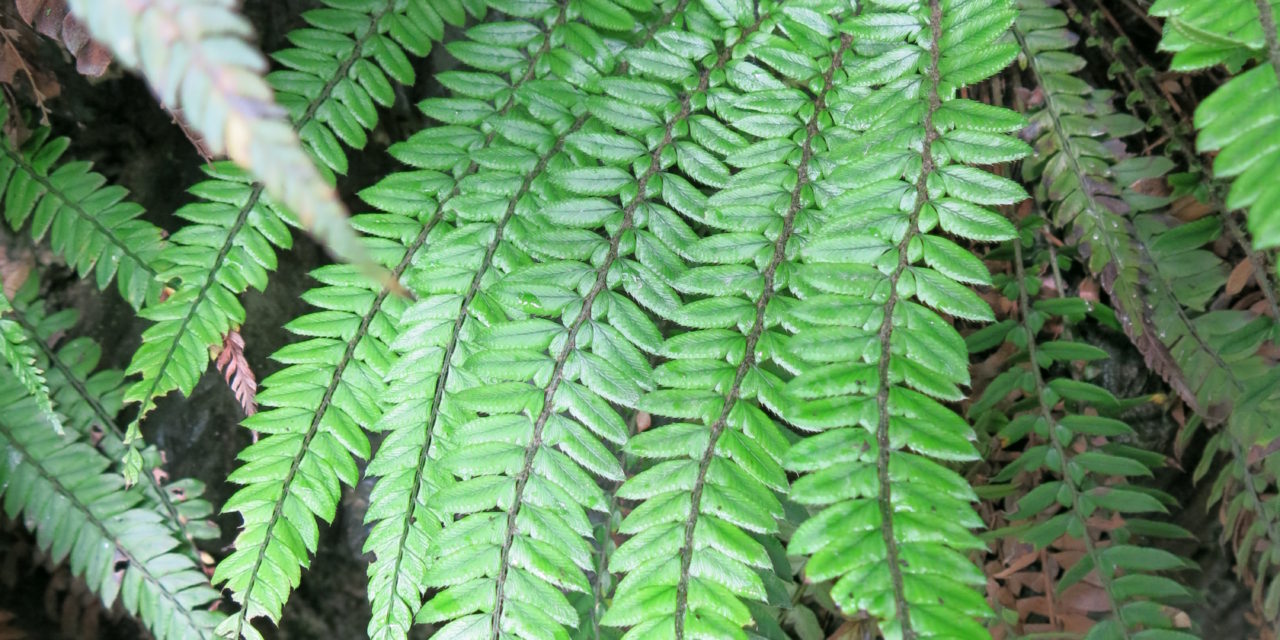 Polystichum otophorum