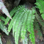 Polystichum otophorum