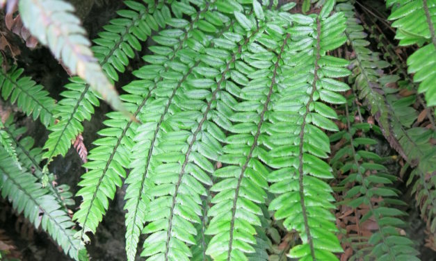 Polystichum otophorum