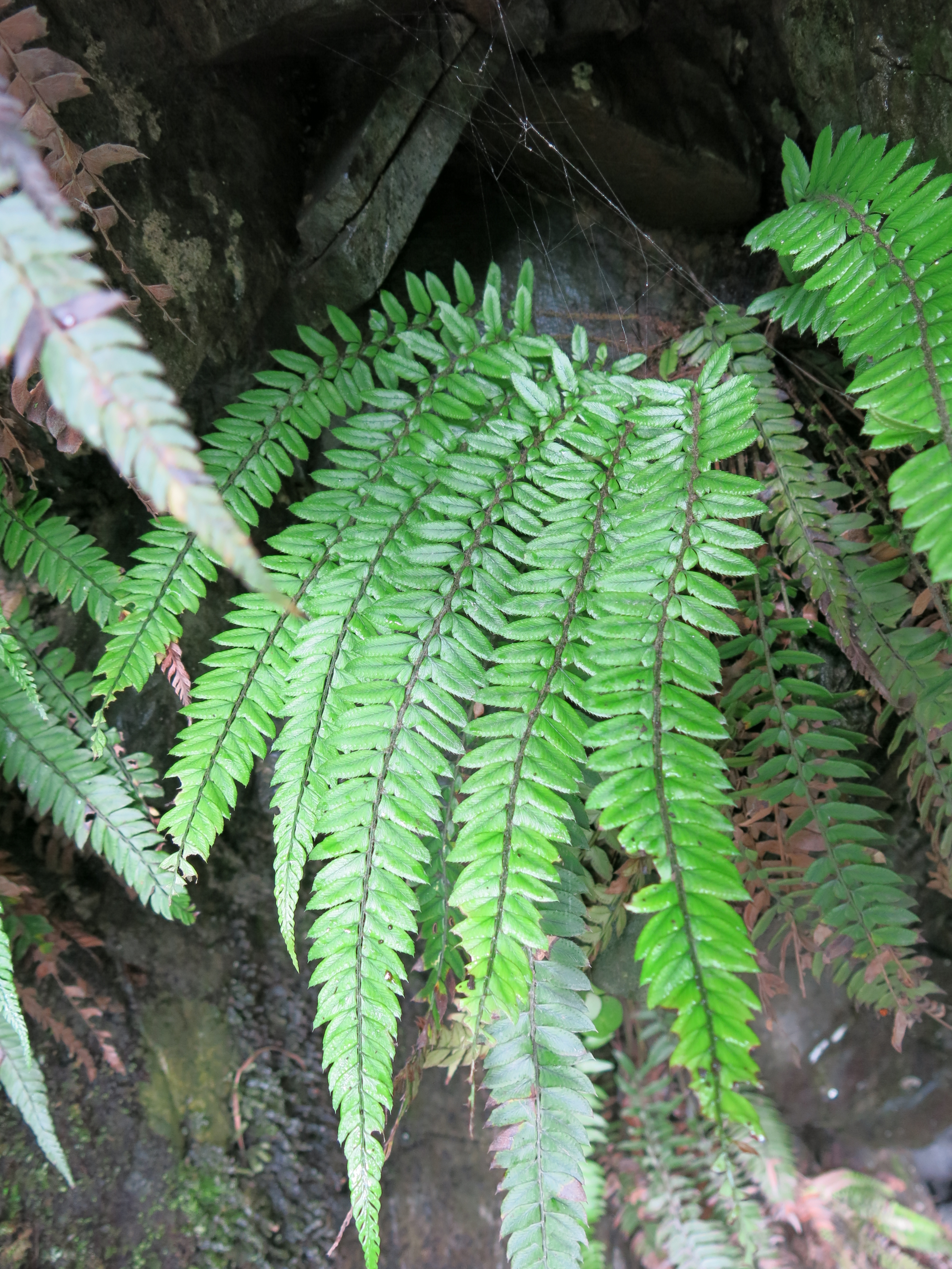 Polystichum otophorum