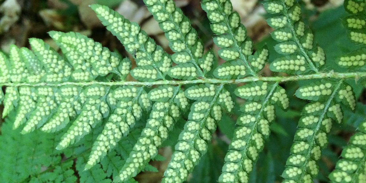 Polystichum × potteri