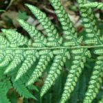 Polystichum × potteri