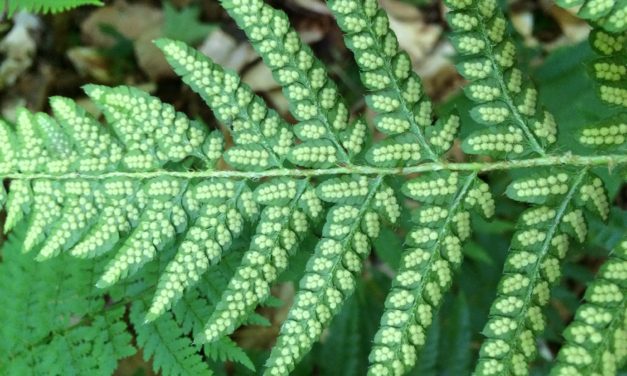 Polystichum × potteri