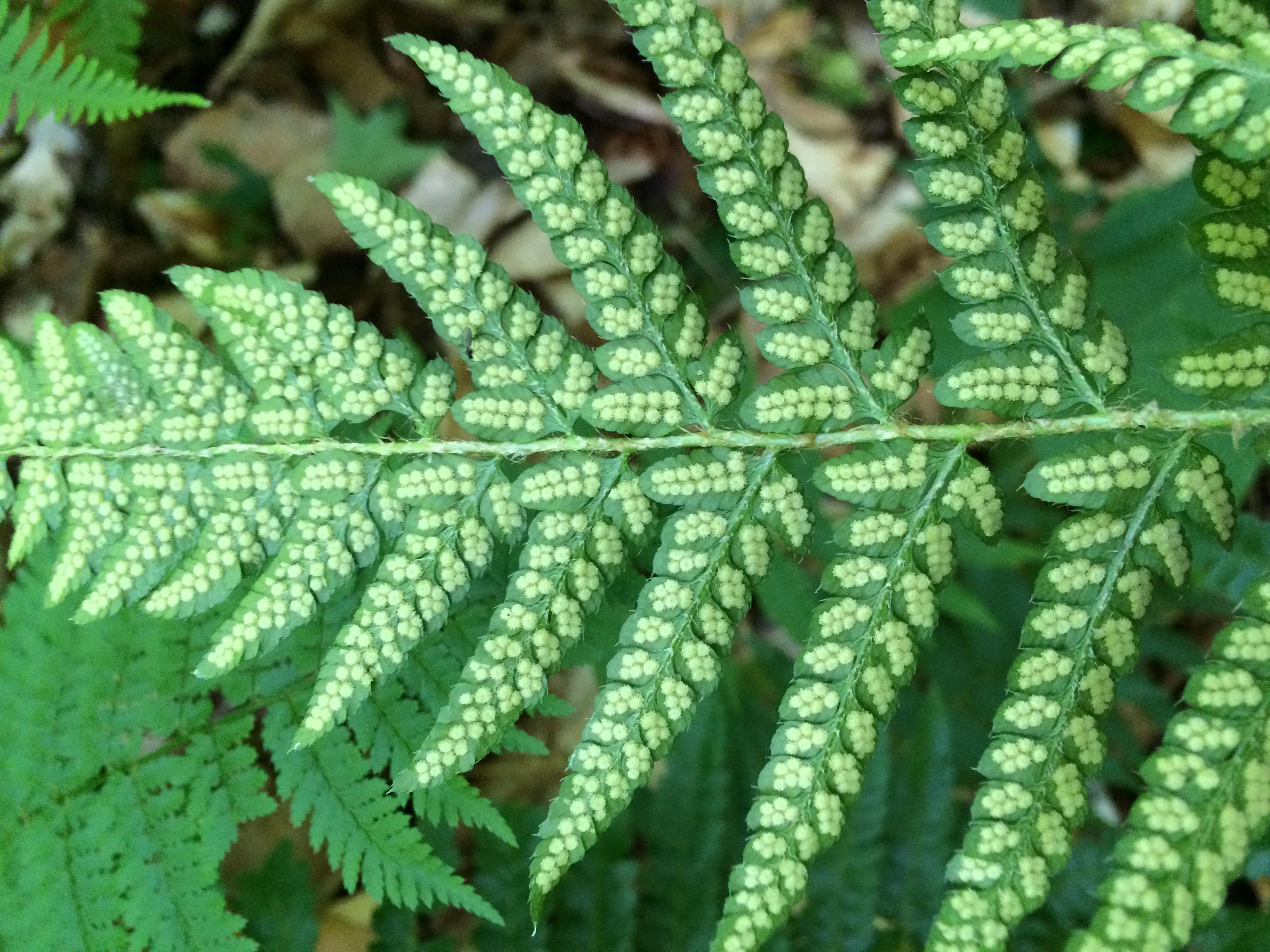 Polystichum × potteri