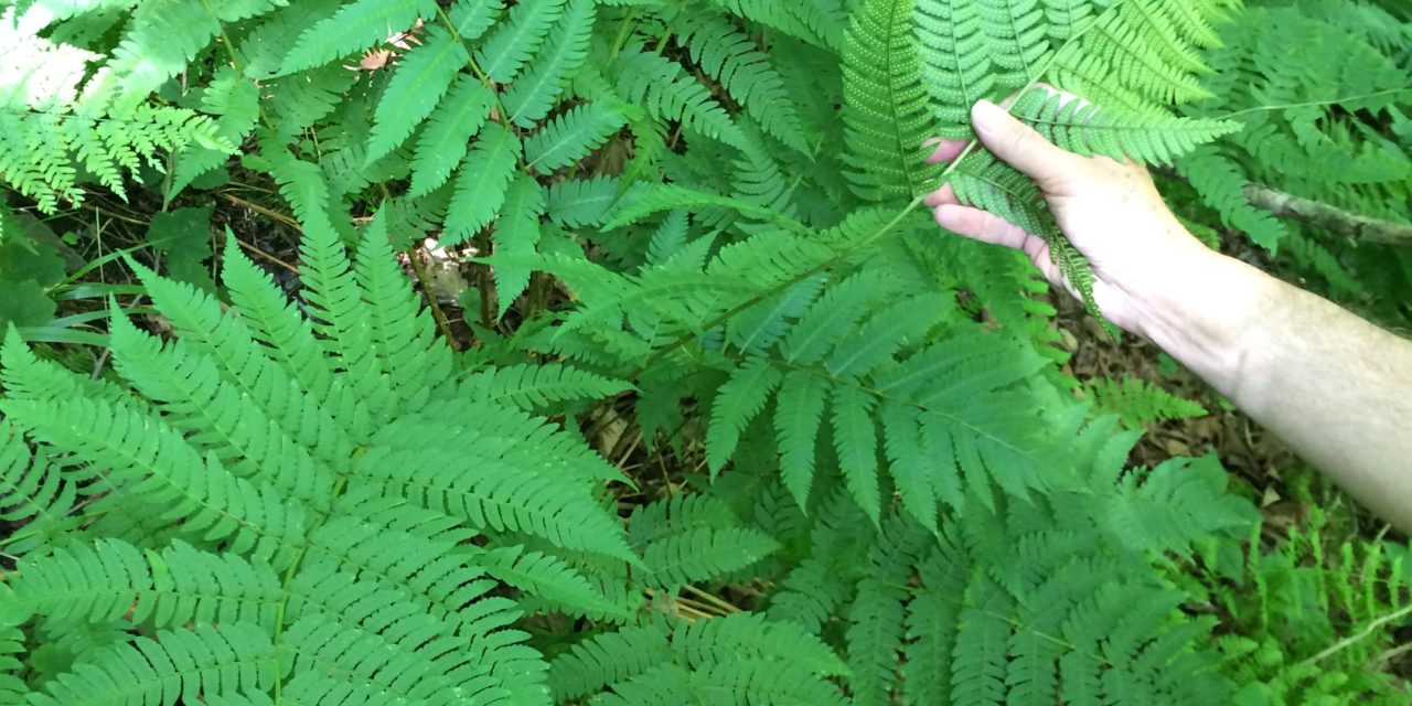 Dryopteris × neowherryi