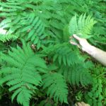 Dryopteris × neowherryi