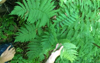 Dryopteris × neowherryi