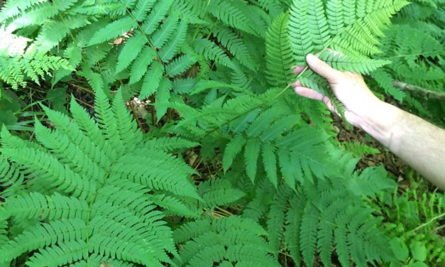 Dryopteris × neowherryi