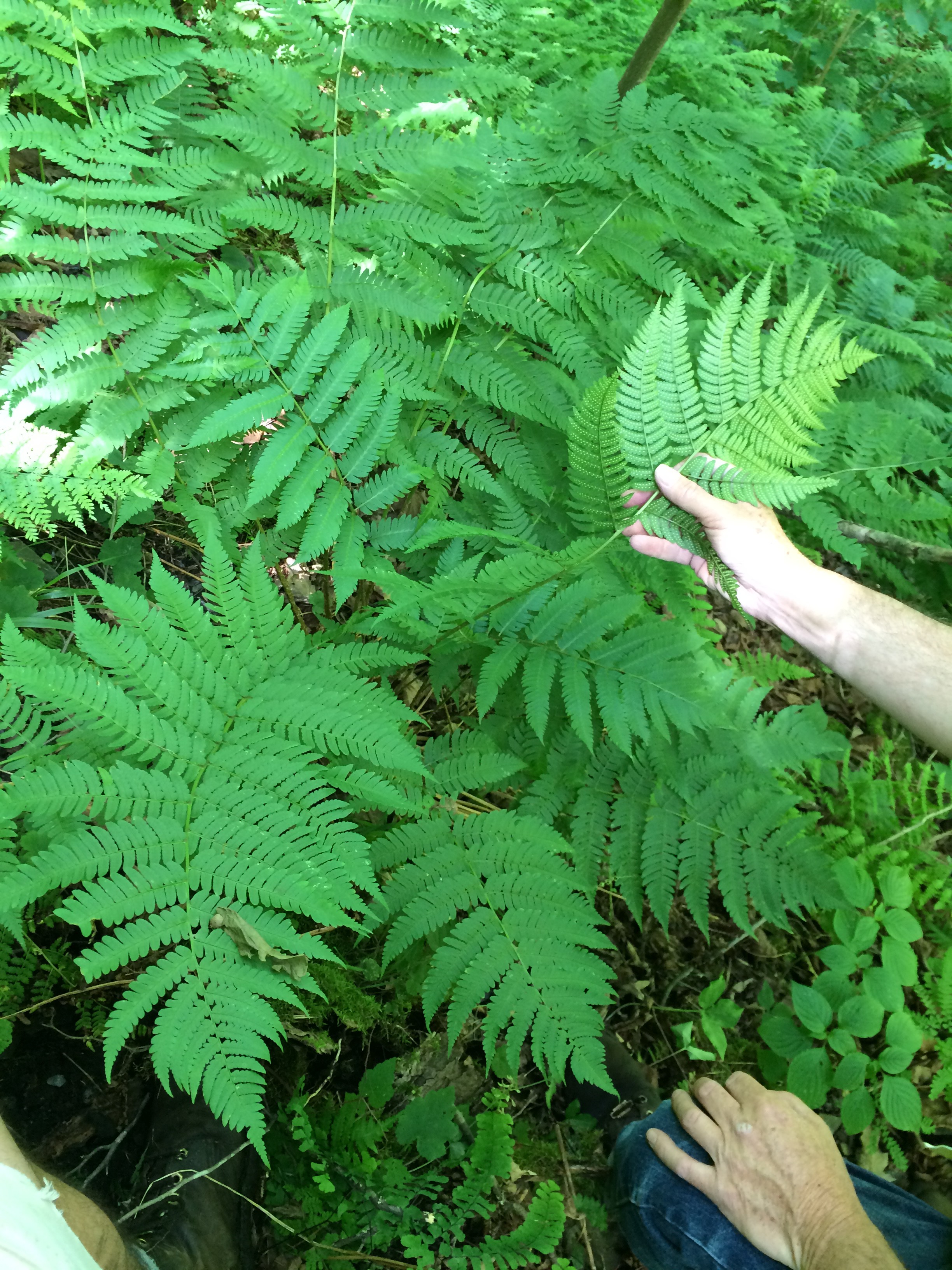 Dryopteris × neowherryi