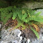 Dryopteris fragrans