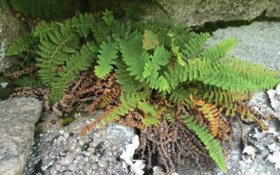 Dryopteris fragrans