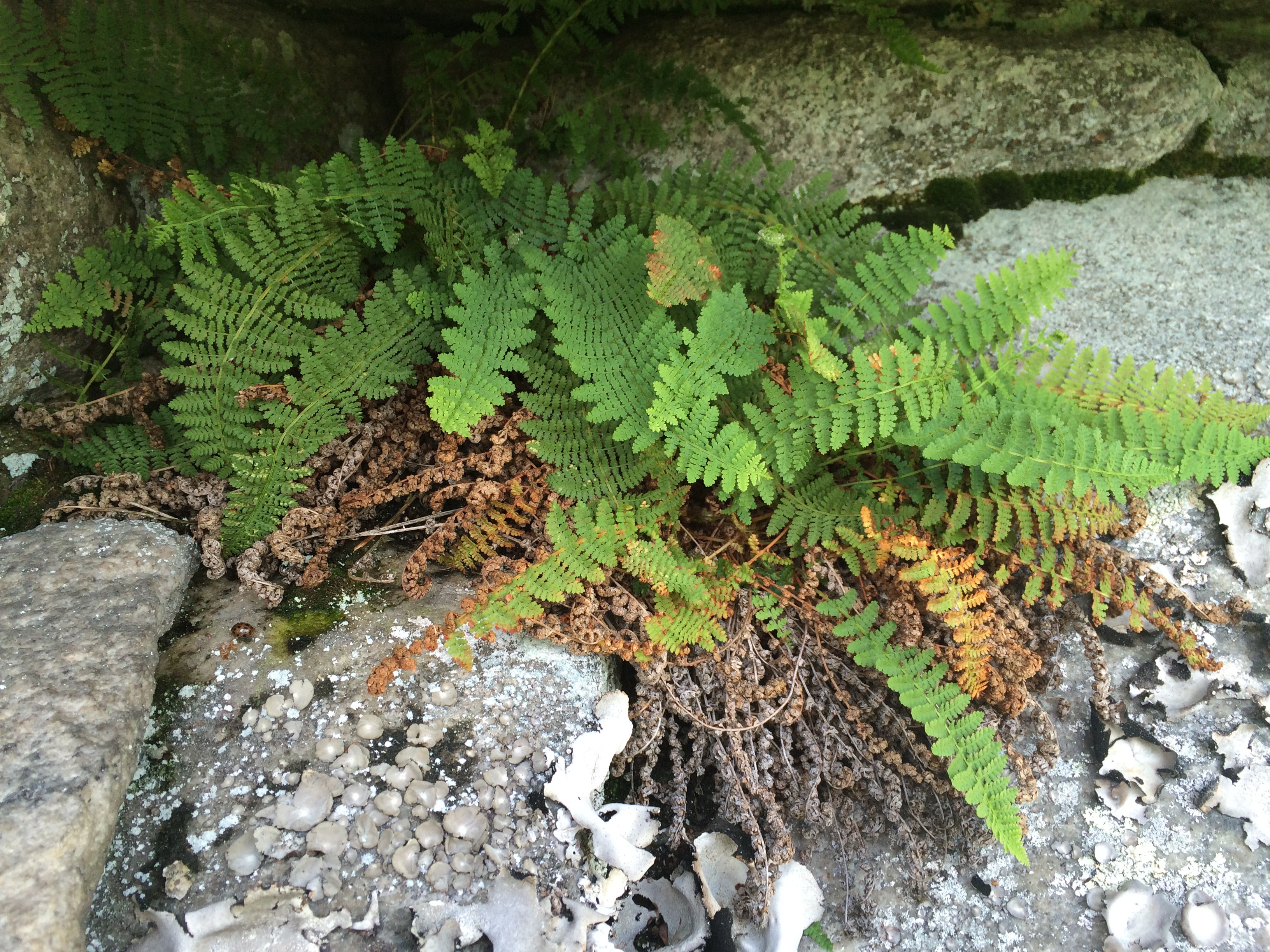 Dryopteris fragrans