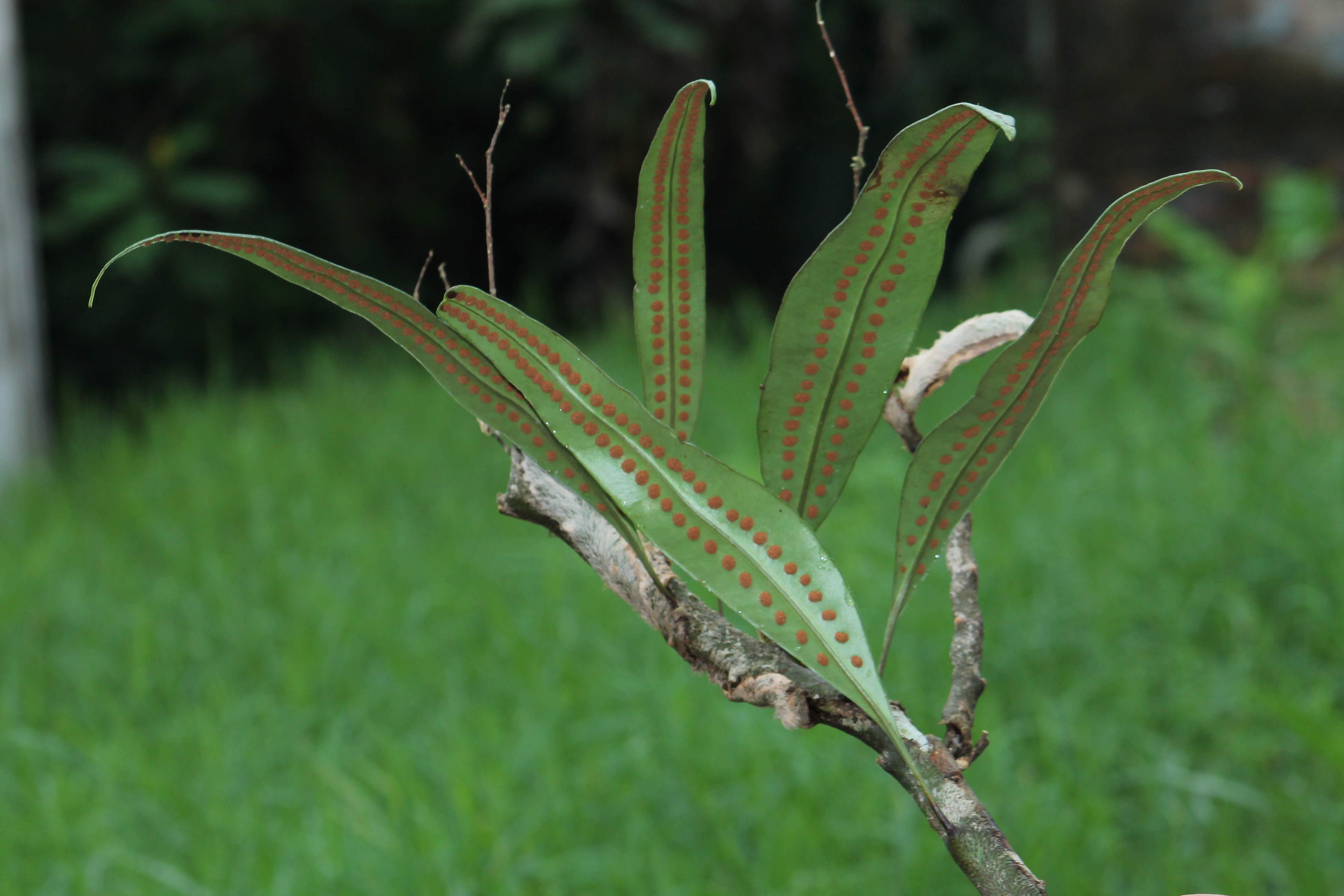 Microgramma megalophylla