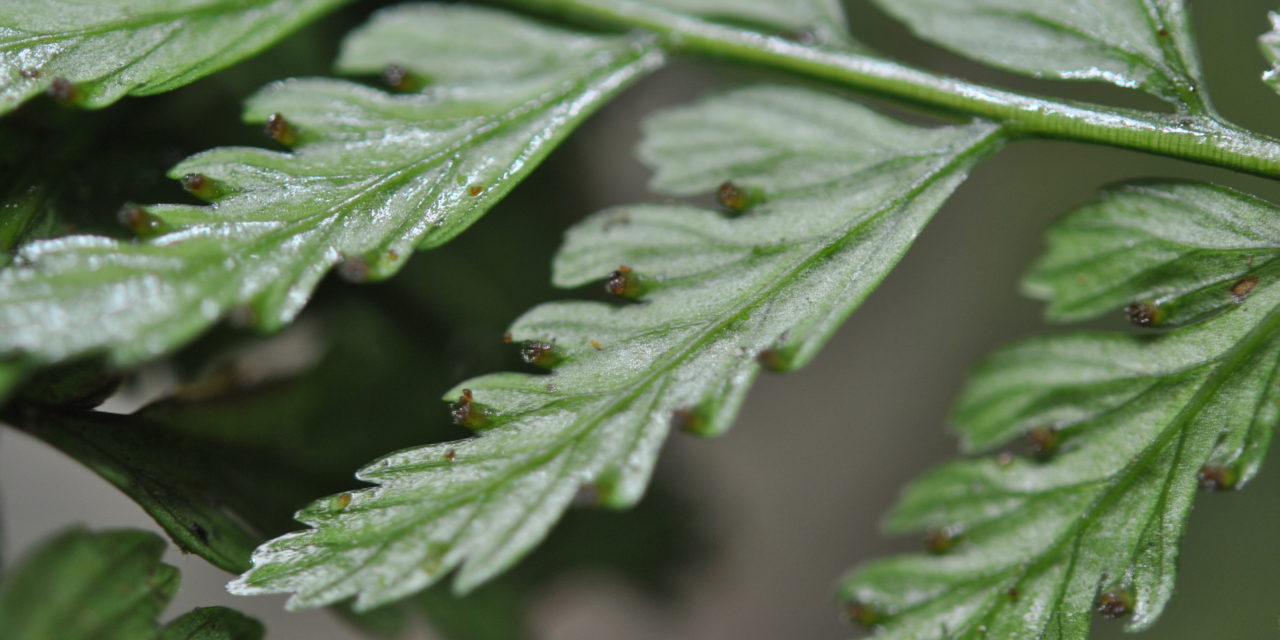 Orthiopteris campylura var. kingii