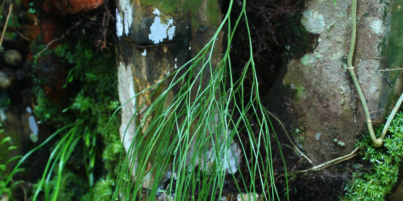 Psilotum nudum