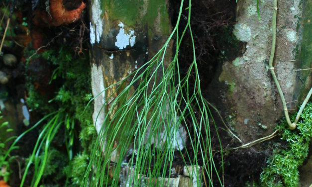 Psilotum nudum