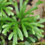 Selaginella kerstingii