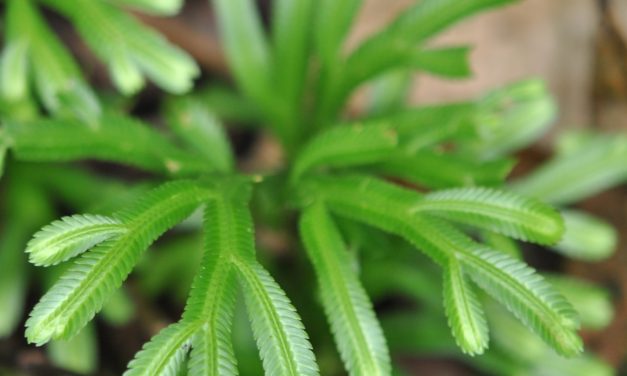 Selaginella kerstingii