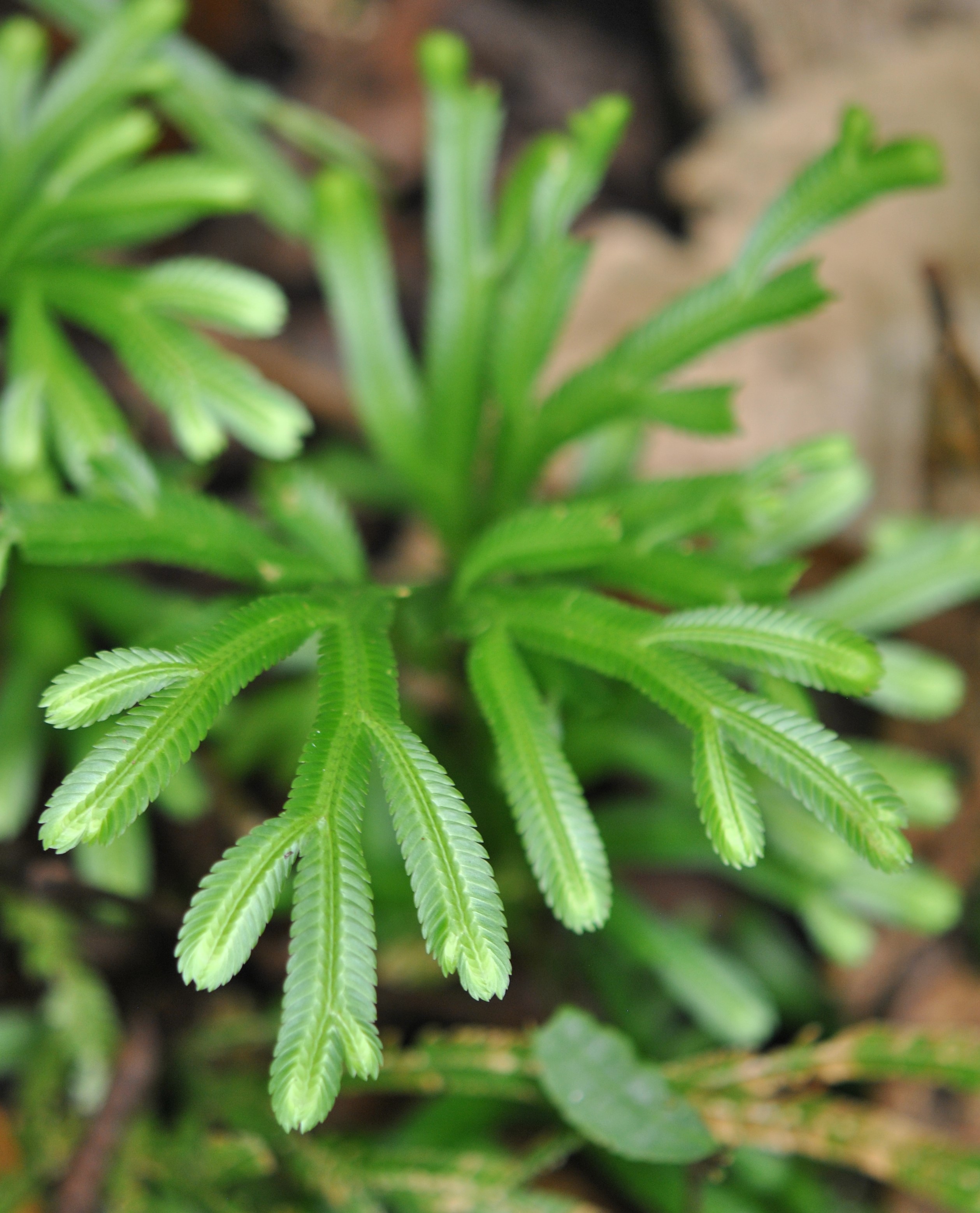 Selaginella kerstingii