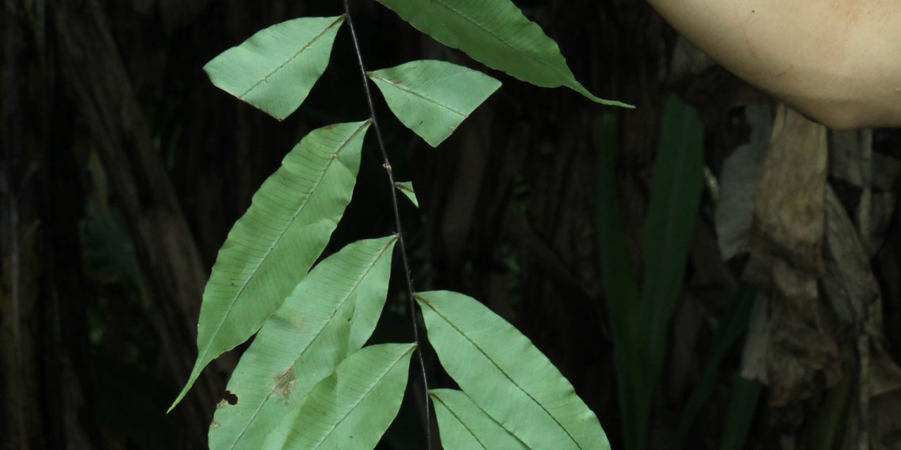 Serpocaulon articulatum