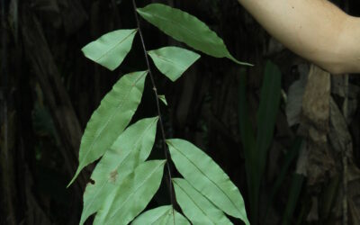 Serpocaulon articulatum