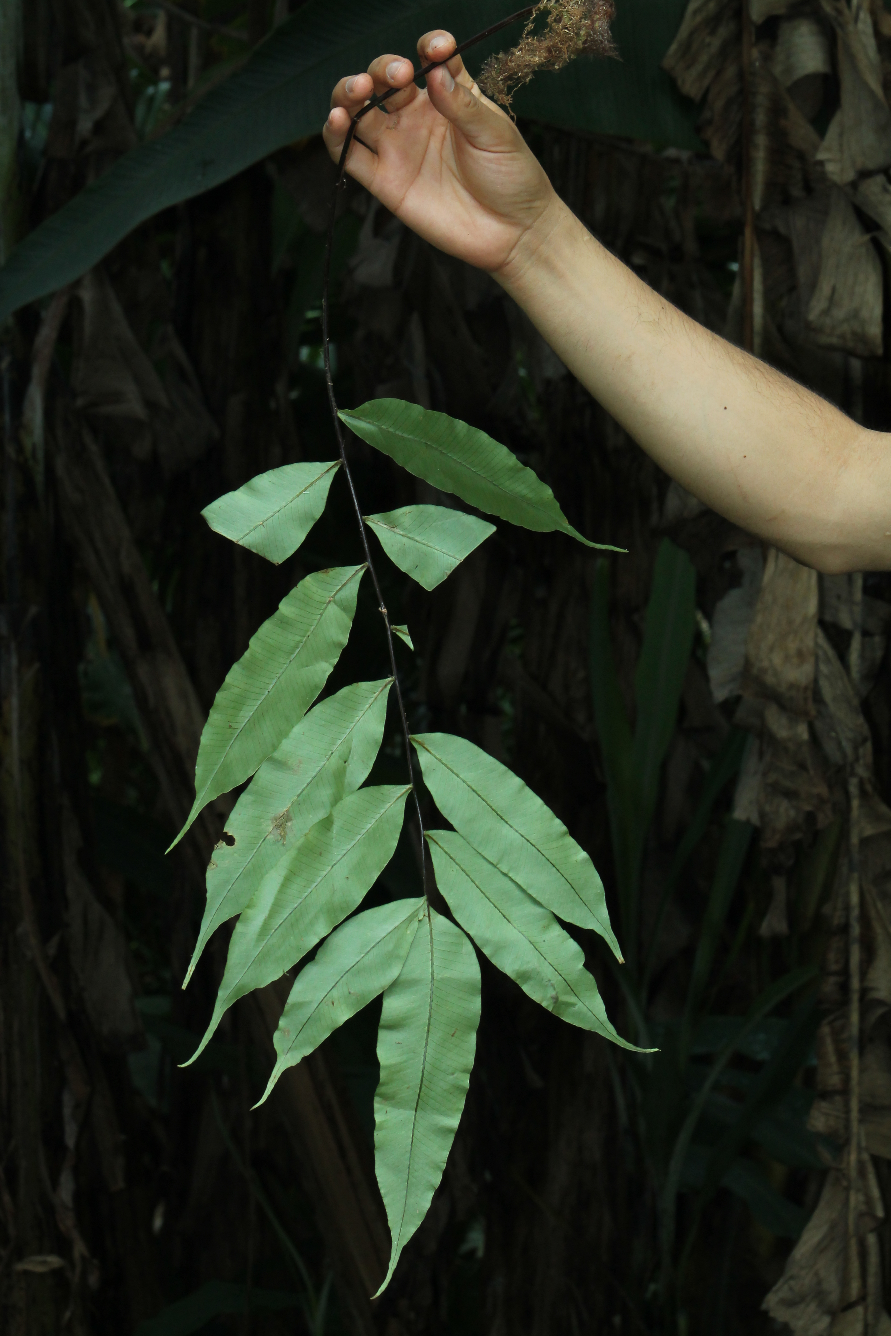 Serpocaulon articulatum