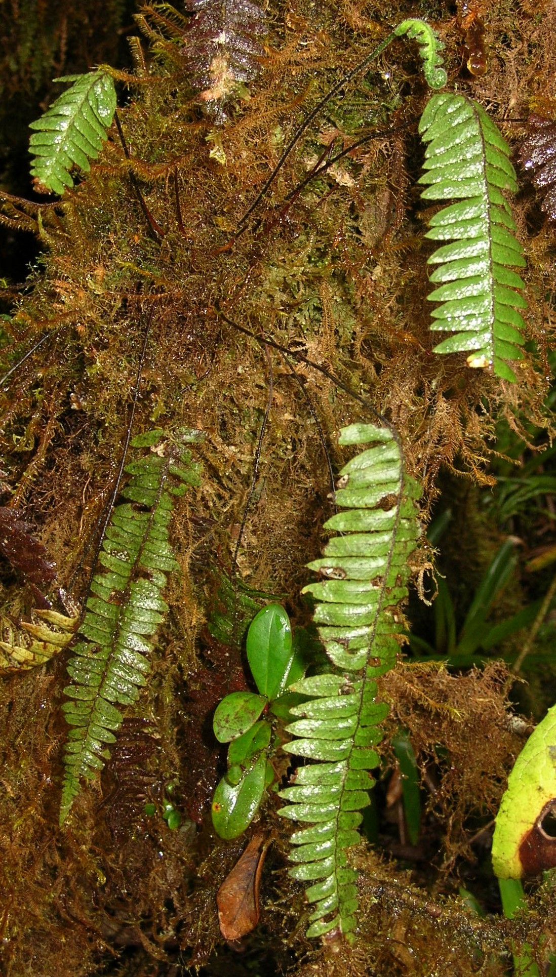 Ceradenia intonsa