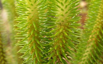 Phlegmariurus firmus