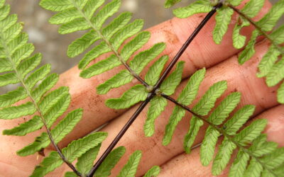 Thelypteris cf. arborea