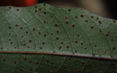 Polydictyum menyanthidis