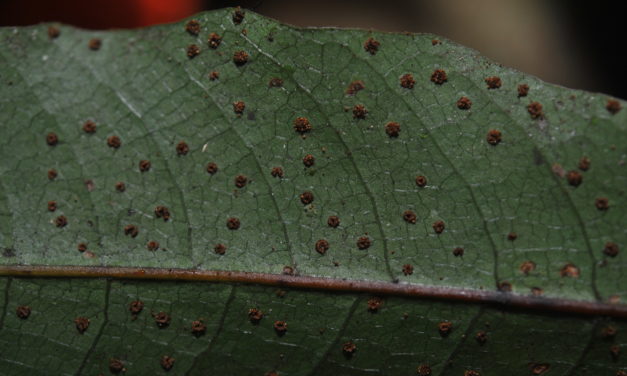 Tectaria menyanthidis