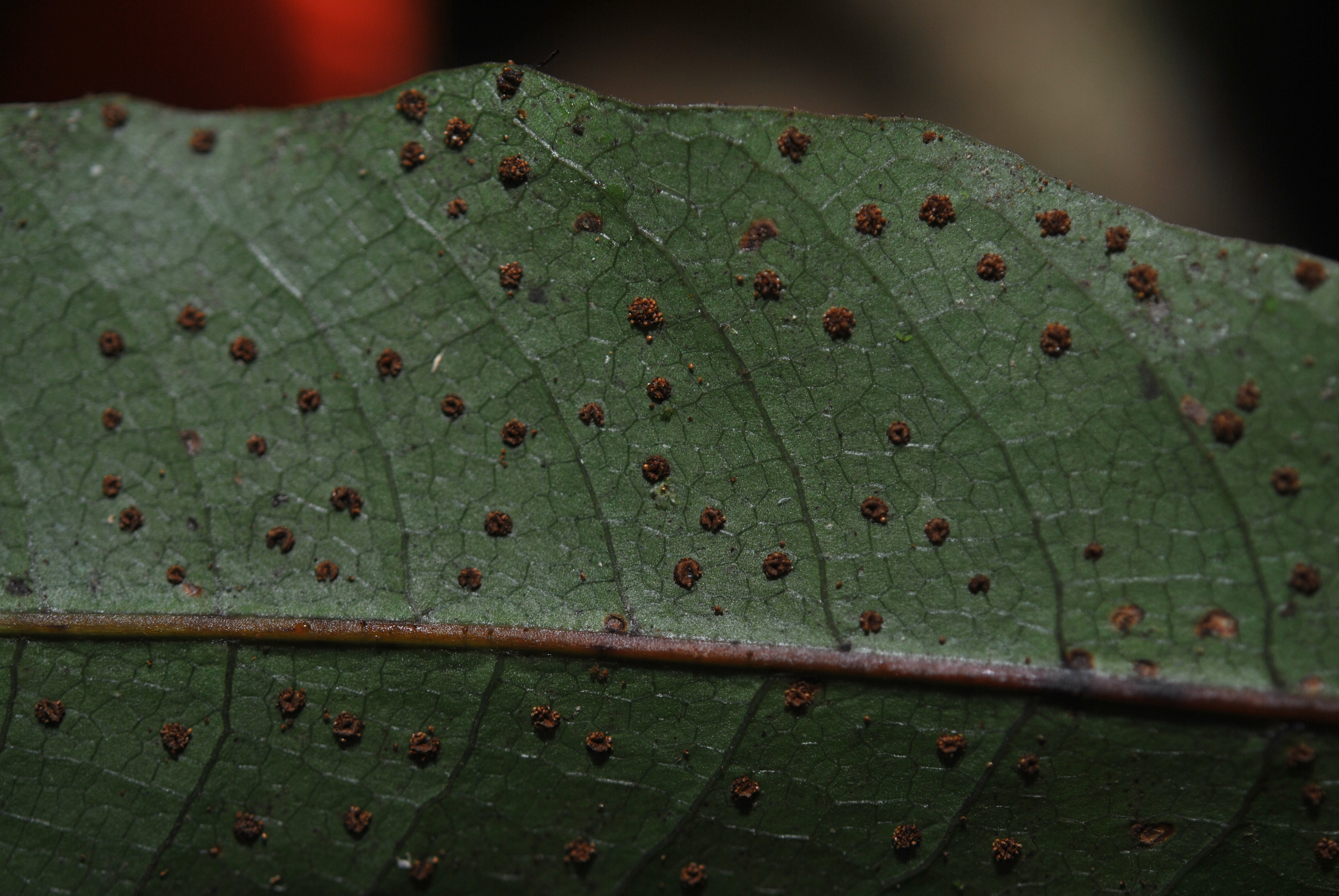 Tectaria menyanthidis