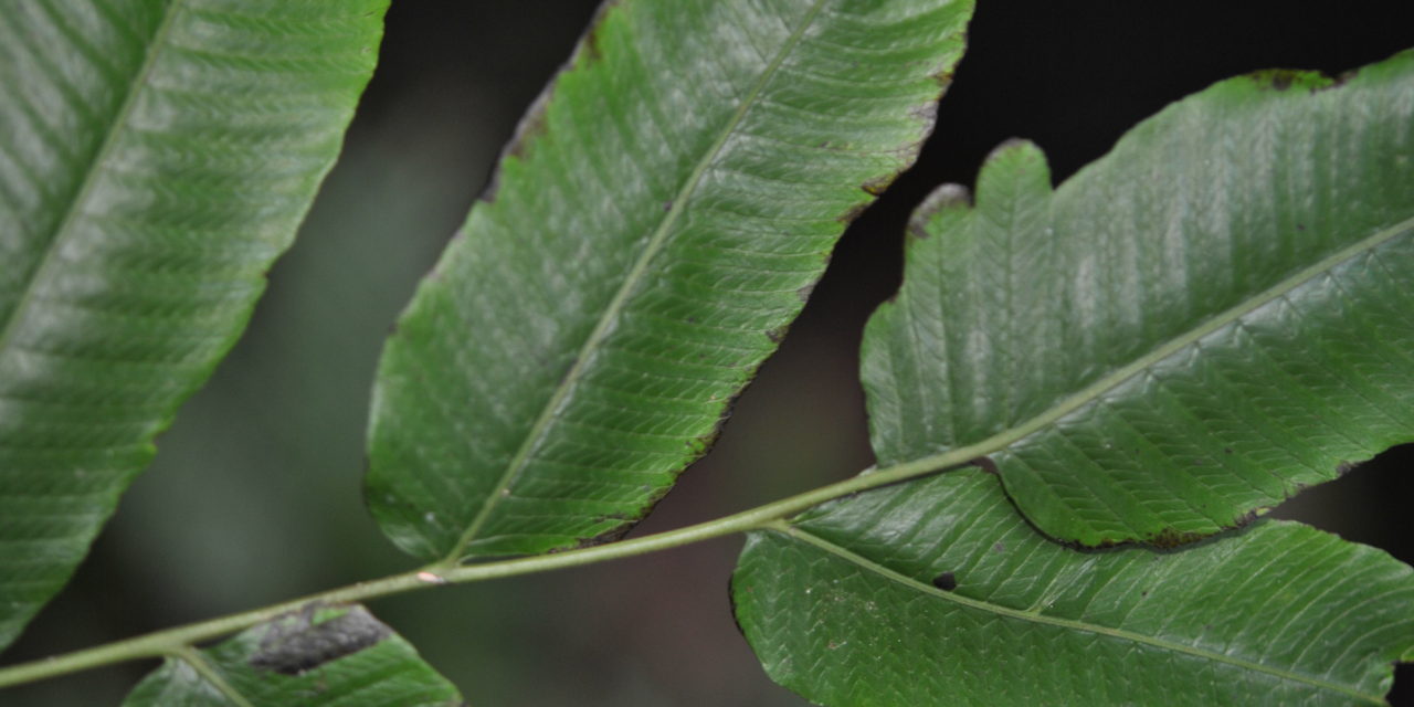 Pronephrium asperum