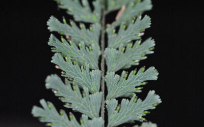 Vandenboschia auriculata